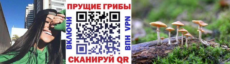 мориарти официальный сайт Курильск Псилоцибиновые грибы Psilocybine cubensis
